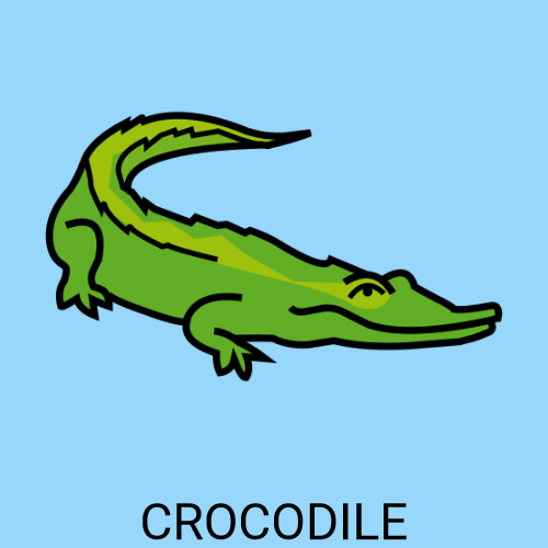Crocodile