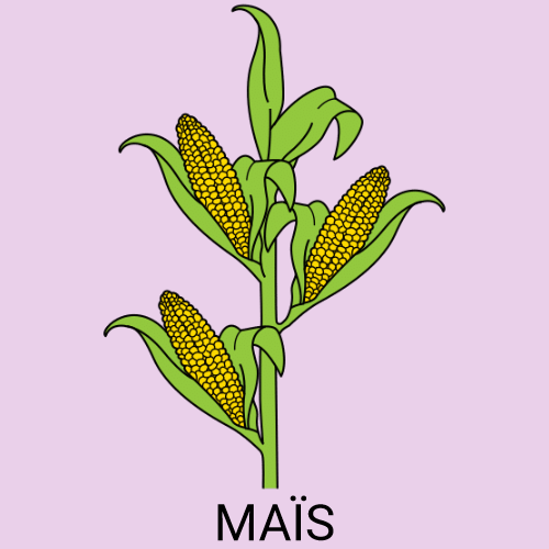 Maïs