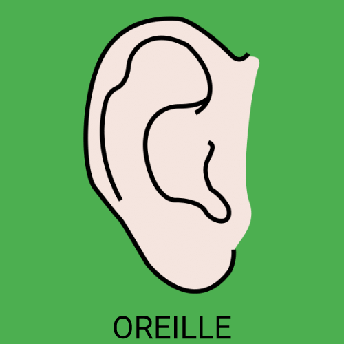 Oreille