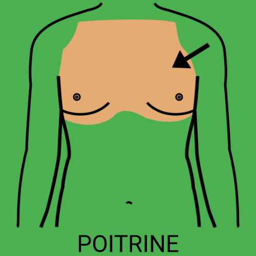 Poitrine