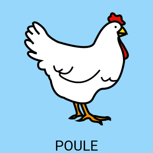 Poule
