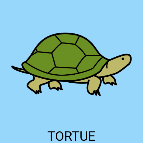 Tortue